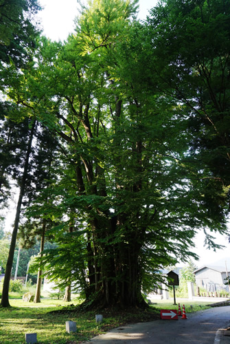 萬松寺の大かつら